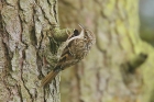 Short toed Treecreeper by Mick Dryden