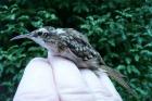 Short-toed Treecreeper by David Buxton