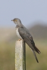 Cuckoo by Mick Dryden