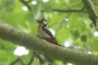 Great Spotted Woodpecker by Mick Dryden