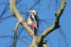 Great Spotted Woodpecker by Mick Dryden