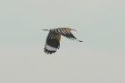 Hoopoe by Mick Dryden Hoopoe by Mick Dryden