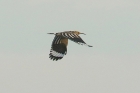 Hoopoe by Mick Dryden