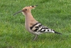 Hoopoe by Roger Quenault