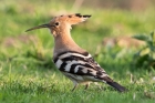 Hoopoe by Romano da Costa