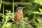 Kingfisher by Jo Bramley