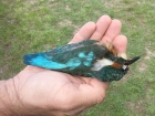 Kingfisher by Ian Brown Kingfisher by Ian Brown