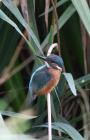 Kingfisher by Miranda Collett Kingfisher by Miranda Collett