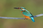 Kingfisher by Miranda Collett