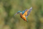 Kingfisher by Tony Wright