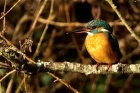 Kingfisher by Romano da Costa
