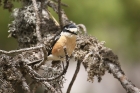 Masked Shrike by Mick Dryden