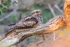 Nightjar by Romano da Costa Nightjar by Romano da Costa