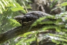 Nightjar by Romano da Costa