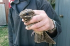 Nightjar by Alan Gicquel