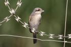Red-backed Shrike by Mick Dryden