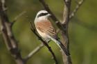 Red-backed Shrike by Mick Dryden