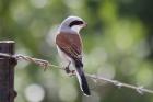 Red-backed Shrike by Mick Dryden Red-backed Shrike by Mick Dryden