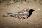 Red-necked Nightjar by Tony Paintin