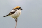 Woodchat Shrike by Romano da Costa