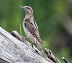 Wryneck by Alan Modral