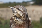 Wryneck by Mick Dryden