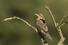 Wryneck by Mick Dryden