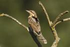 Wryneck by Mick Dryden Wryneck by Mick Dryden
