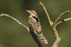 Wryneck by Mick Dryden