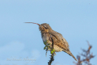Wryneck by John Ovenden