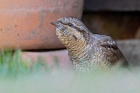 Wryneck by Romano da Costa