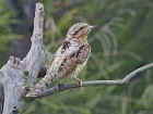 Wryneck by Alan Modral