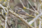 Wryneck by Mick Dryden Wryneck by Mick Dryden