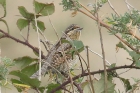 Wryneck by Mick Dryden