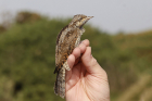 Wryneck by Mick Dryden Wryneck by Mick Dryden