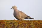 Collared Dove by Mick Dryden Collared Dove by Mick Dryden