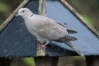 Collared Dove by Mick Dryden