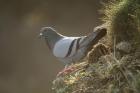 Feral Rock Dove by Mick Drtyden