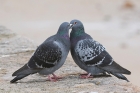 Feral Pigeon by Mick Dryden Feral Pigeon by Mick Dryden