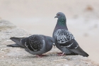 Feral Pigeon by Mick Dryden