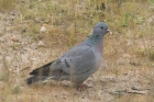 Stock Dove by Mick Dryden Stock Dove by Mick Dryden