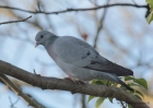 Stock Dove by Vikki Robertson