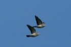 Stock Doves by Mick Dryden