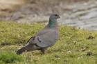 Stock Dove by Mick Dryden