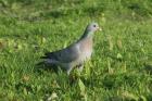 Stock Dove by Mick Dryden