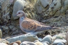Turtle Dove by Annie Queree