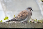 Turtle Dove by Julie Renouf