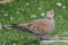 Turtle Dove by Donna de Gruchy