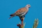 Turtle Dove by Romano da Costa