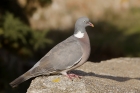 Woodpigeon by Mick Dryden